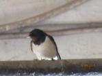 Sunny IMG_1380.JPG