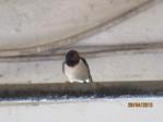 Sunny IMG_1381.JPG