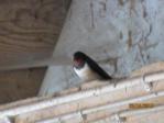 Sunny IMG_1386.JPG
