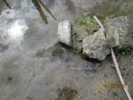 Kaulquappen IMG_1539.JPG