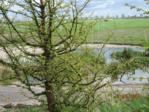 Sumpfzypresse IMG_1538.JPG
