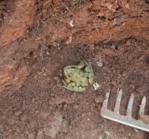 frosch.jpg frosch.jpg