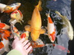 150504 - Fische 1.JPG