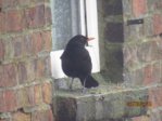 Amsel männl.  IMG_0705.JPG
