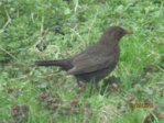 Amsel weibl.  IMG_1225.JPG