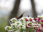 Schmetterling IMG_1218.JPG