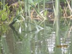 Muttis Teich IMG_1731.JPG Muttis Teich IMG_1731.JPG