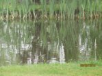 Muttis Teich IMG_1732.JPG Muttis Teich IMG_1732.JPG