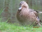 Stockente IMG_1768.JPG