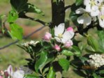 Apfelblüte IMG_2044.JPG