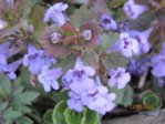 Gundermannblüte IMG_2066.JPG