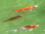 Tiere am Teich 023.jpg geändert_w.jpg Tiere am Teich 023.jpg geändert_w.jpg