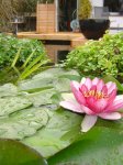 Seerose1.1.JPG