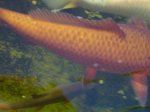 DSC00512.JPG