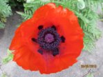 Mohn IMG_2406.JPG