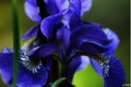 blaueblume.JPG