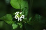 weißeblume.JPG