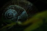 weinbergschnecke.JPG
