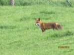 Fuchs IMG_2671.JPG