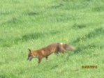 Fuchs IMG_2672.JPG