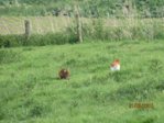 Fuchs IMG_2676.JPG