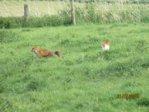 Fuchs IMG_2677.JPG