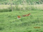 Fuchs IMG_2681.JPG