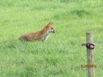 Fuchs IMG_2685.JPG