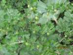 Stachelbeere IMG_2861.JPG Stachelbeere IMG_2861.JPG