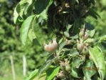 Apfel IMG_2893.JPG Apfel IMG_2893.JPG