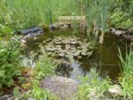 Teich 1.jpg