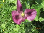 Blüte IMG_2995.JPG