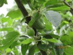 Apfel IMG_3058.JPG