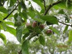 Apfel IMG_3066.JPG