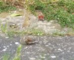 vogel2.jpg vogel2.jpg