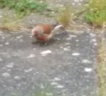 vogel3.jpg vogel3.jpg