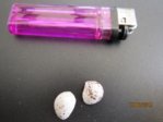 1. Schwalbenei von der Diele IMG_3125.JPG