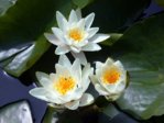 K1024_Nymphaea candida rr.JPG K1024_Nymphaea candida rr.JPG