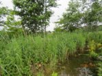 Tümpel 1 IMG_3231.JPG