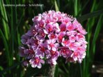 K1024_Darmera peltata.JPG K1024_Darmera peltata.JPG