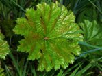 K1024_Darmera peltata;.JPG K1024_Darmera peltata;.JPG