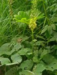 K1024_Ligularia sibirica.JPG K1024_Ligularia sibirica.JPG