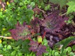 K1024_Rheum palmatum.JPG K1024_Rheum palmatum.JPG