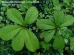 K1024_Rodgersia aesculifolia.JPG K1024_Rodgersia aesculifolia.JPG