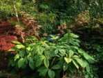 K1024_Rodgersia pinnata (2).JPG K1024_Rodgersia pinnata (2).JPG