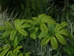 K1024_Rodgersia pinnata,.JPG K1024_Rodgersia pinnata,.JPG