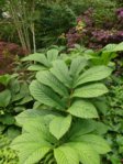 K1024_Rodgersia pinnata..JPG K1024_Rodgersia pinnata..JPG