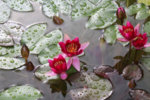 Unbekannte Seerose.jpg Unbekannte Seerose.jpg