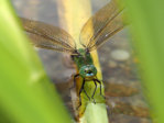 P6223365_2015-06-22_Anax-Imperator_Weibchen_grosser-Teich.JPG