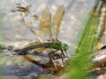 P6223368_2015-06-22_Anax-Imperator_Weibchen.JPG